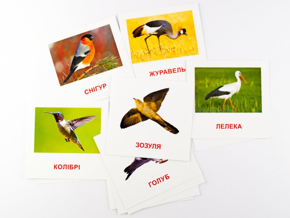 Картки міні «Птахи»