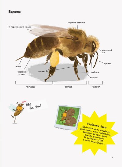 Усе про бджіл... і не тільки